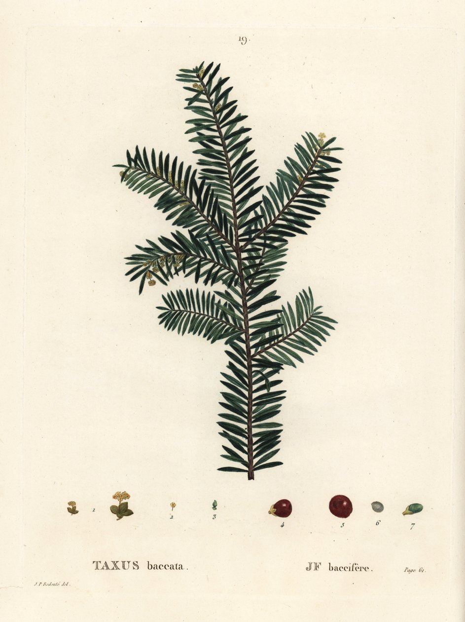 Engelsk taks eller europæisk taks, Taxus baccata. Håndfarvet stiplet gravering efter en illustration af Pierre-Joseph Redoute fra Henri Louis Duhamel du Monceaus Treat des Arbres et Shrustes, Paris af Pierre Joseph Redouté