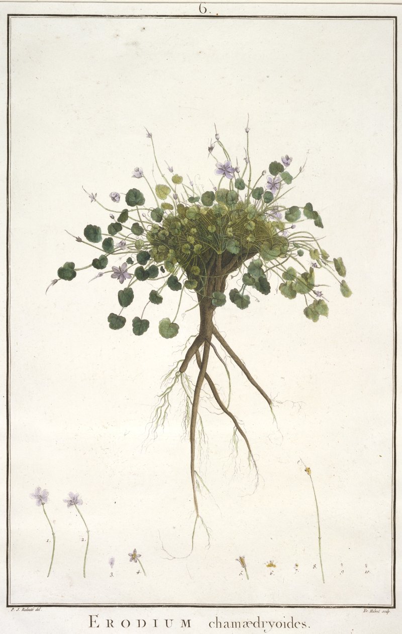 Erodium chamaedryoides, fra Geraniologi, eller fra historien om Erodius, Pelargonii, Monsonia og Grieli, illustreret med ikoner, 1787-88 (håndfarvet gravering) af Pierre Joseph Redouté