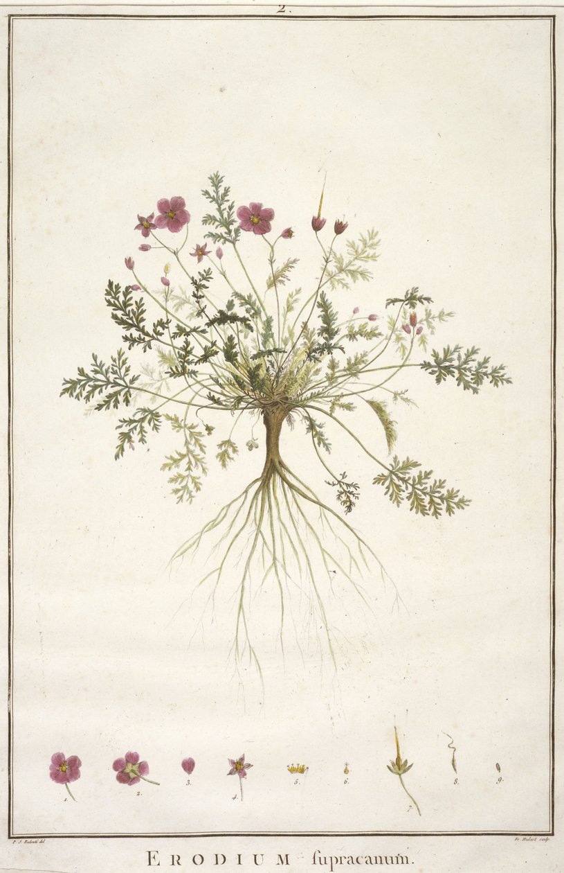 Erodius supracanum, fra Geraniologi, eller fra historien om Erodii, Pelargonii, Monsonia og Grieli, illustreret med ikoner, 1787-88 (håndfarvet gravering) af Pierre Joseph Redouté