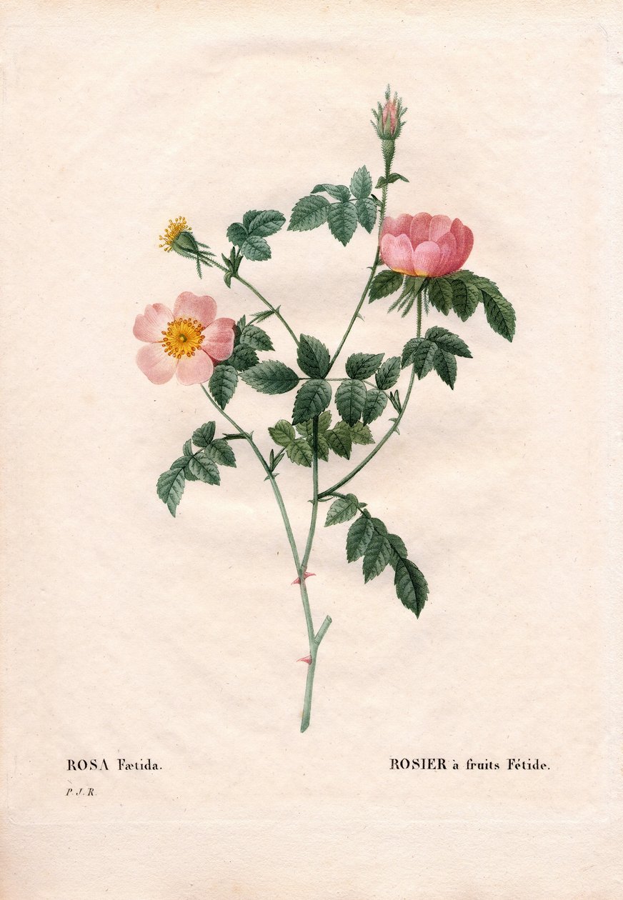 Fetid frugtrose. Håndfarvet stiplet kobberstik fra Pierre Joseph Redoutes "" Les Roses,"" Paris af Pierre Joseph Redouté