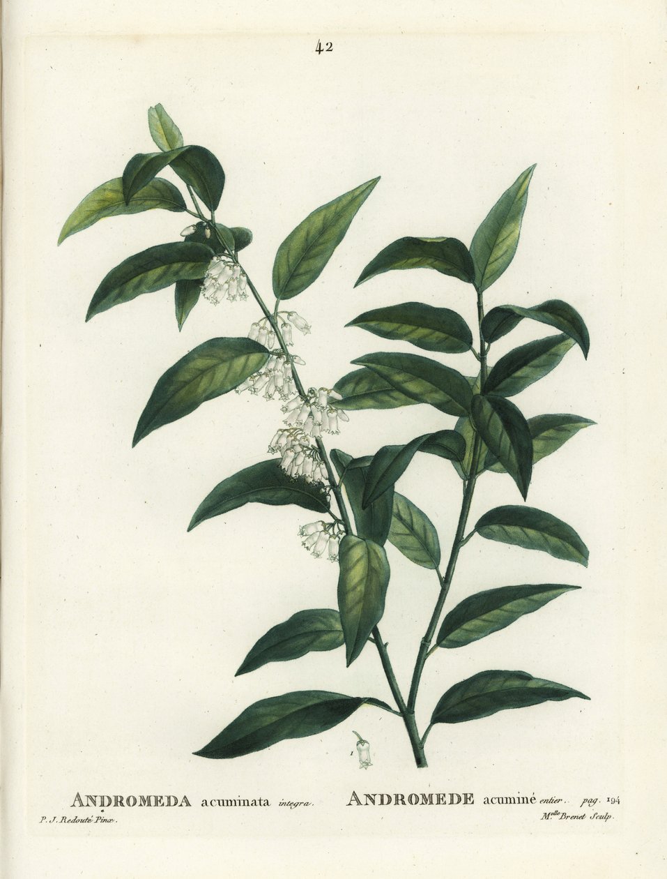 Fetterbush, Andromeda acuminata. Håndfarvet stipplegravering af Miss Brenet efter en illustration af Pierre-Joseph Redoute fra Henri Louis Duhamel du Moncels Treat des Arbres et Shrustes, Paris af Pierre Joseph Redouté
