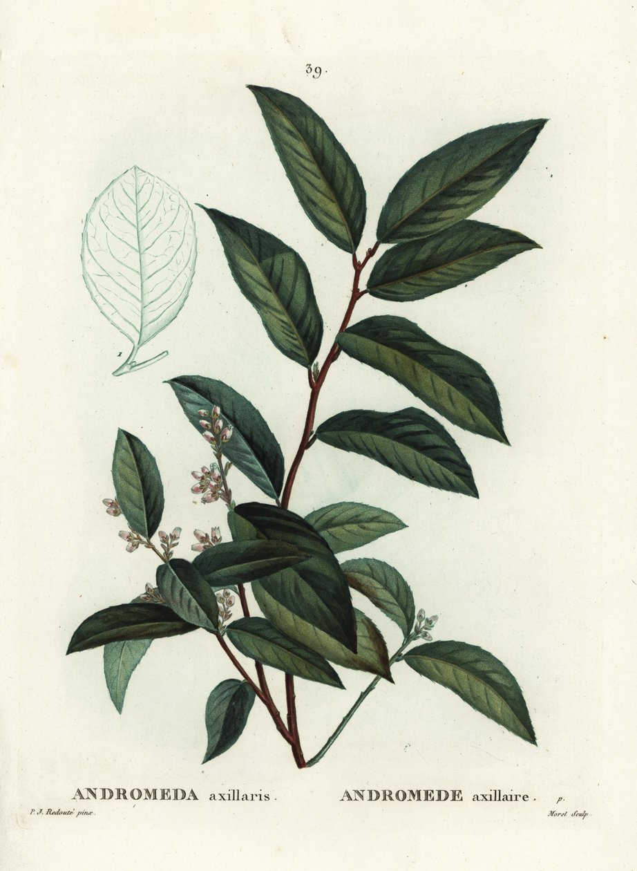 Fetterbush, Andromeda axillaris. Håndfarvet stipplegravering af Moret efter en illustration af Pierre-Joseph Redoute fra Henri Louis Duhamel du Moncels Treat des Arbres et Shrustes, Paris af Pierre Joseph Redouté