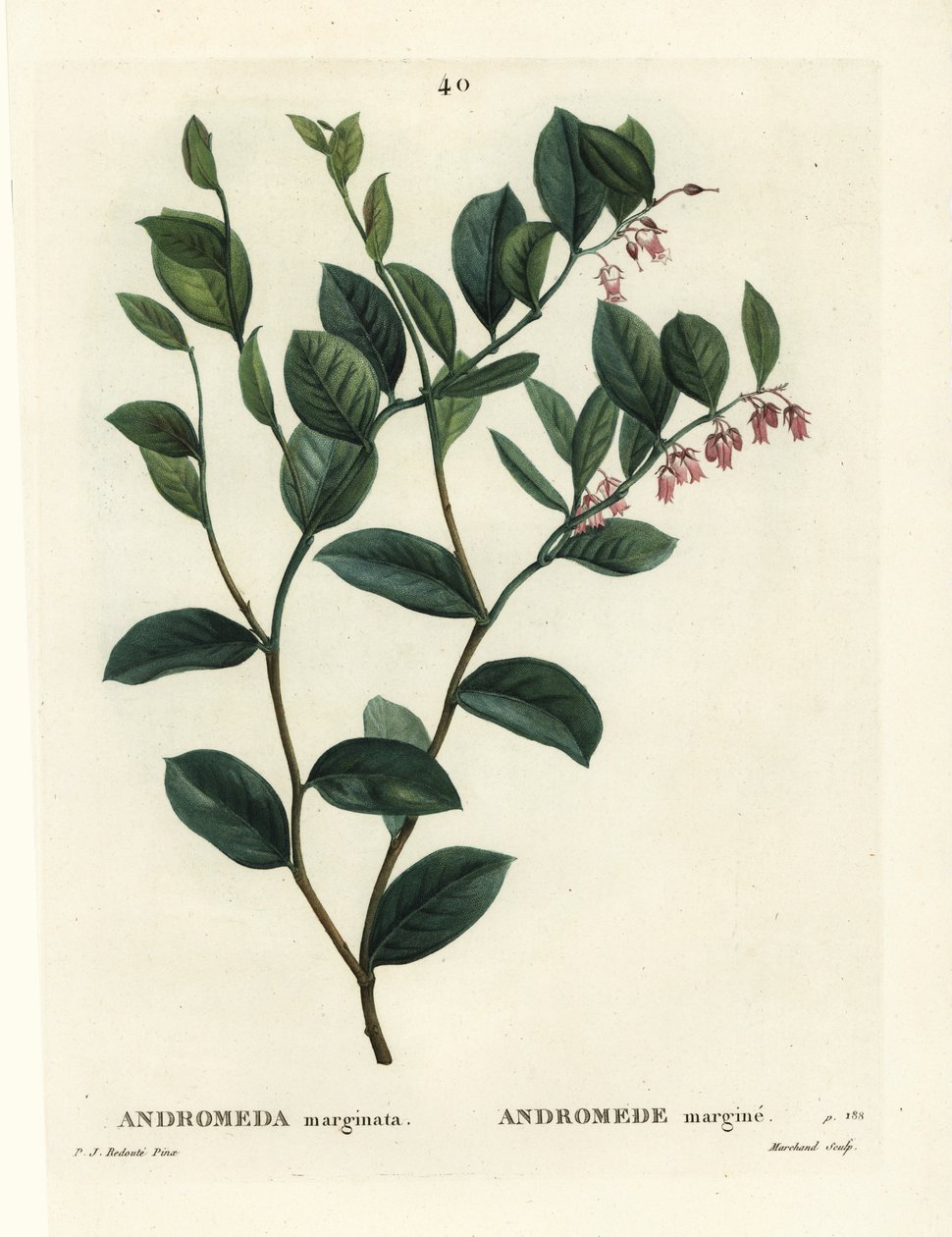 Fetterbush, Andromeda marginata. Håndfarvet stipple-gravering af J. Marchand efter en illustration af Pierre-Joseph Redoute fra Henri Louis Duhamel du Moncels Treat des Arbres et Shrustes, Paris af Pierre Joseph Redouté