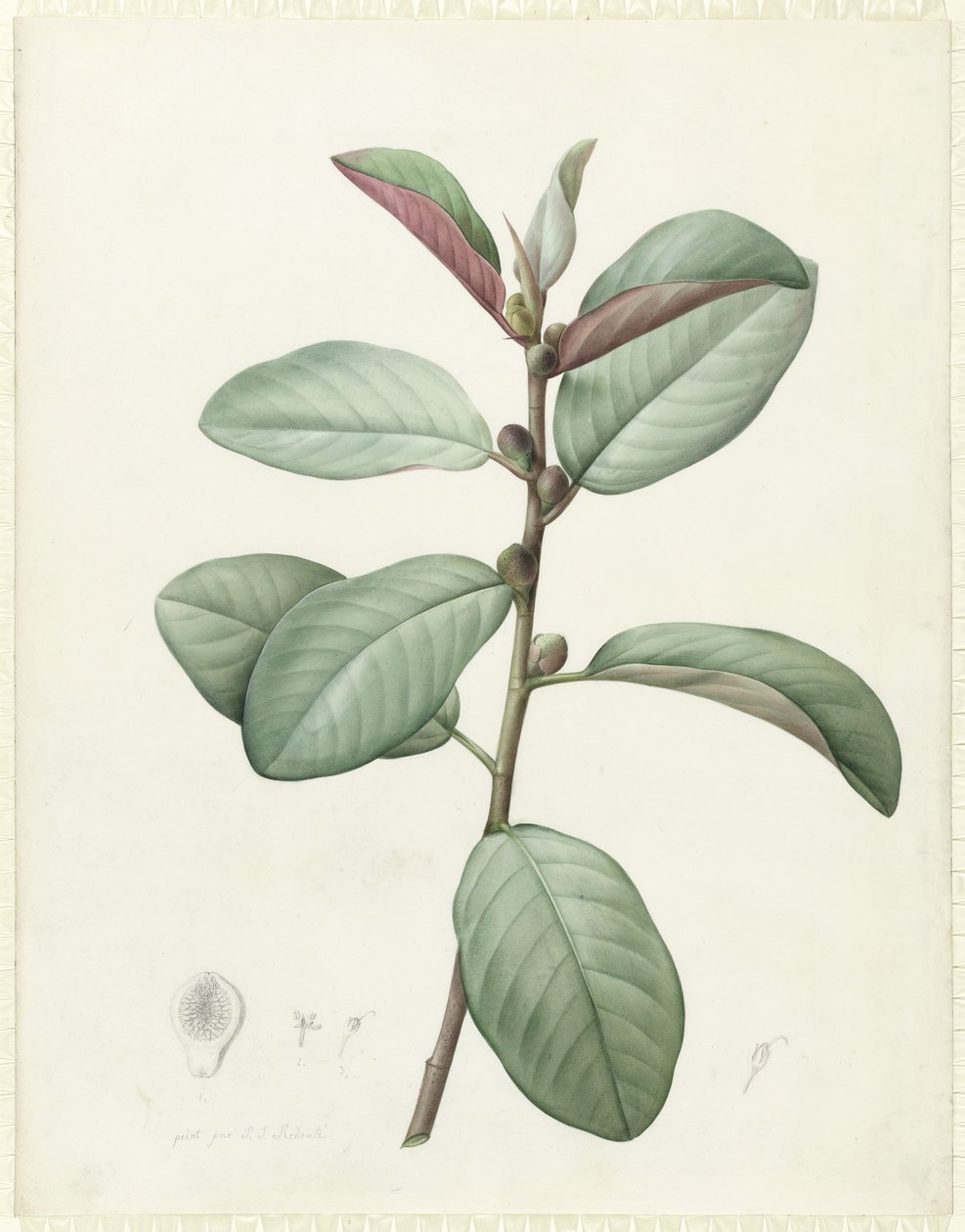 Ficus Rubiginosa (wc og kropsfarve over grafit på vellum) af Pierre Joseph Redouté