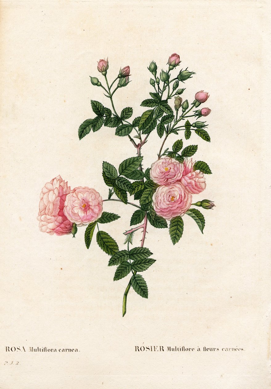 Kød-pink pink multiflora, Rosa multiflora var. carnea, Rosier Multiflora med carnea blomster. Håndfarvet stiplet kobberstik fra Pierre Joseph Redoutes "" Les Roses,"" Paris af Pierre Joseph Redouté