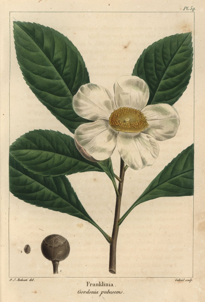 Franklinia træ, Gordonia pubescens (gravering) af Pierre Joseph Redouté
