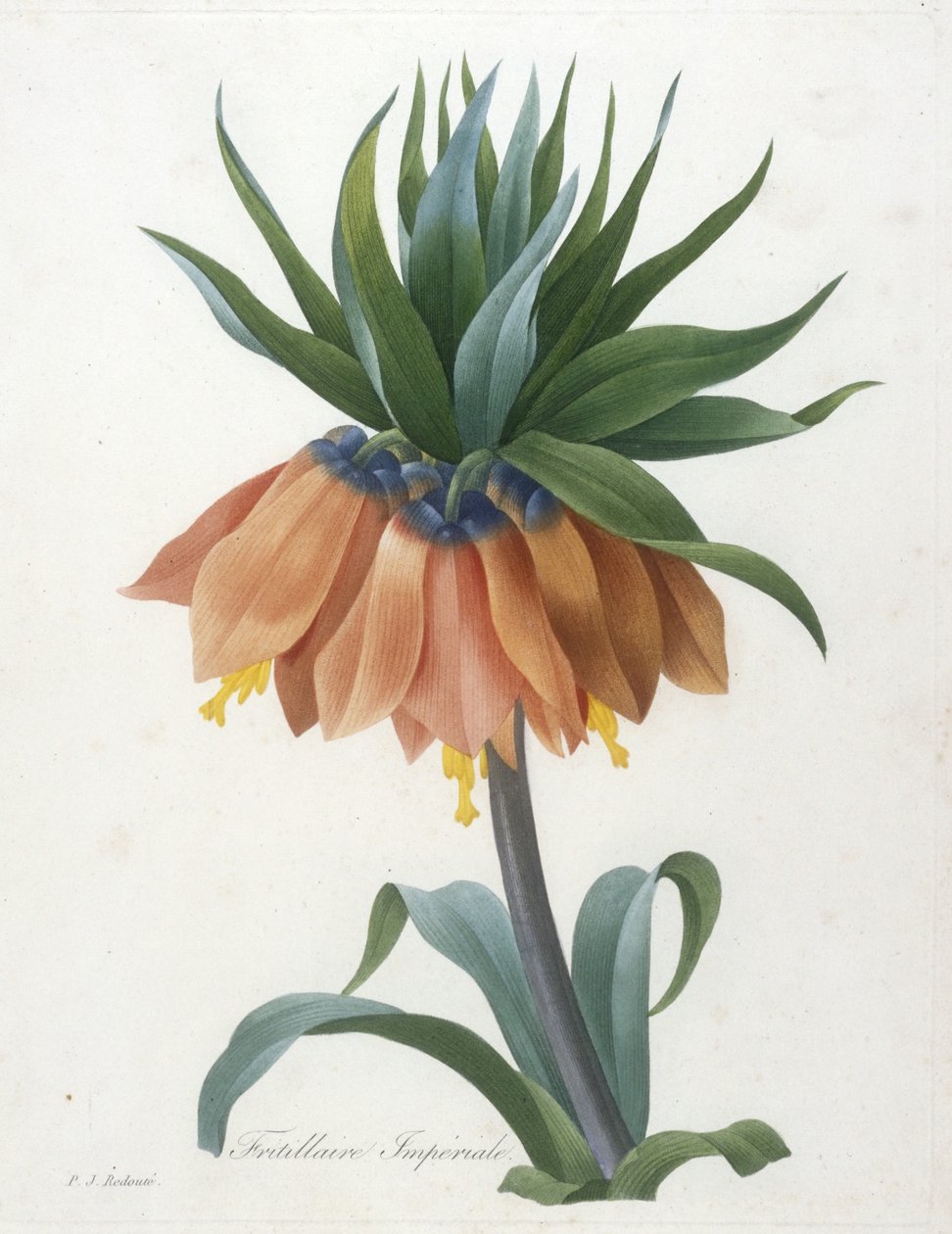 Fritillaire Imperiale, fra Valg af de smukkeste blomster og de smukkeste frugter, 1827 af Pierre Joseph Redouté