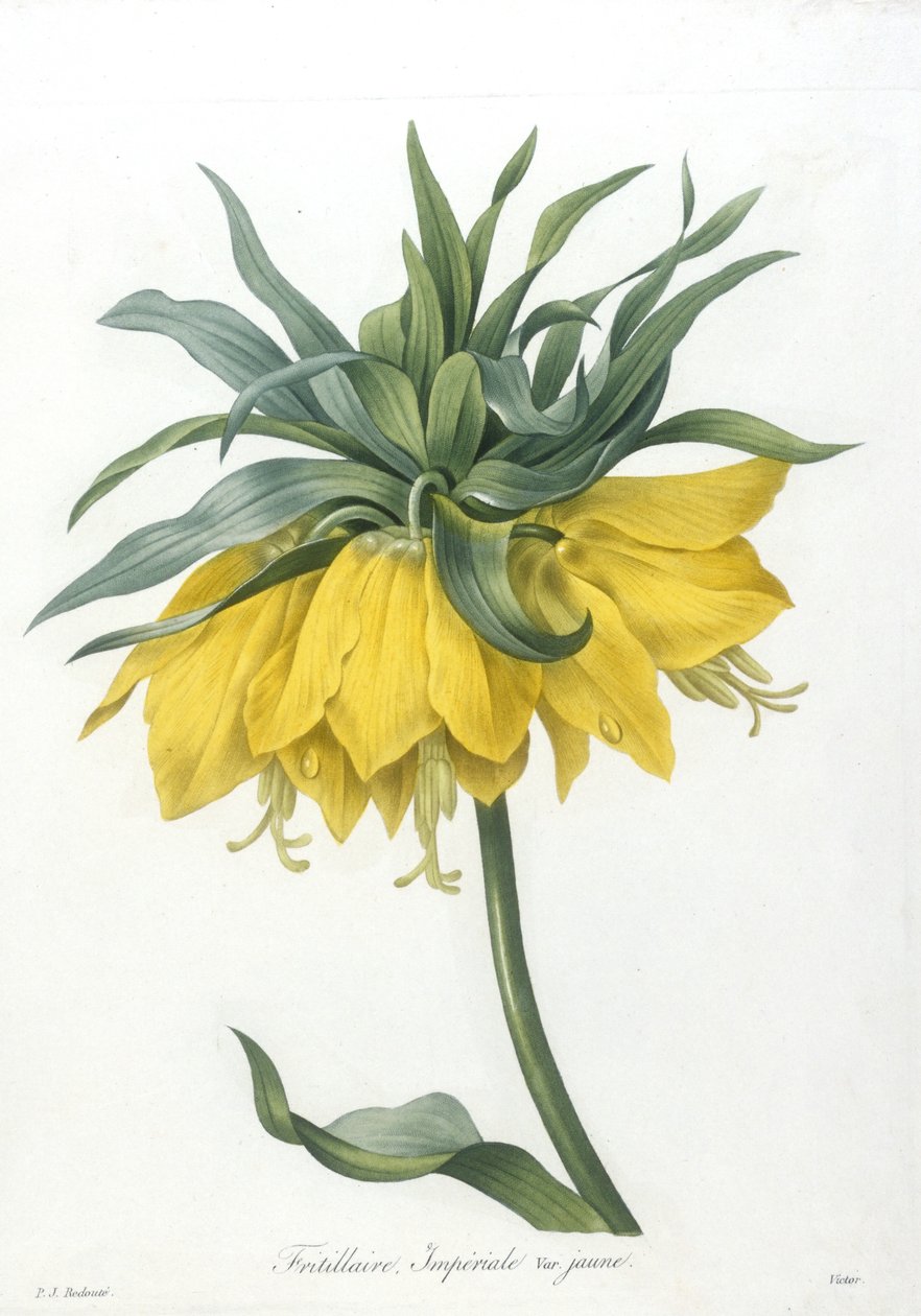 Fritillary, Imperiale gul sort, fra Valg af de smukkeste blomster og smukkeste frugter, 1827 (håndfarvet stiplet gravering) af Pierre Joseph Redouté