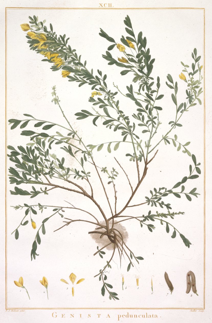 Genista pedunculata, fra Stripes Nova eller mindre kendt, 1784 (håndfarvet gravering) af Pierre Joseph Redouté