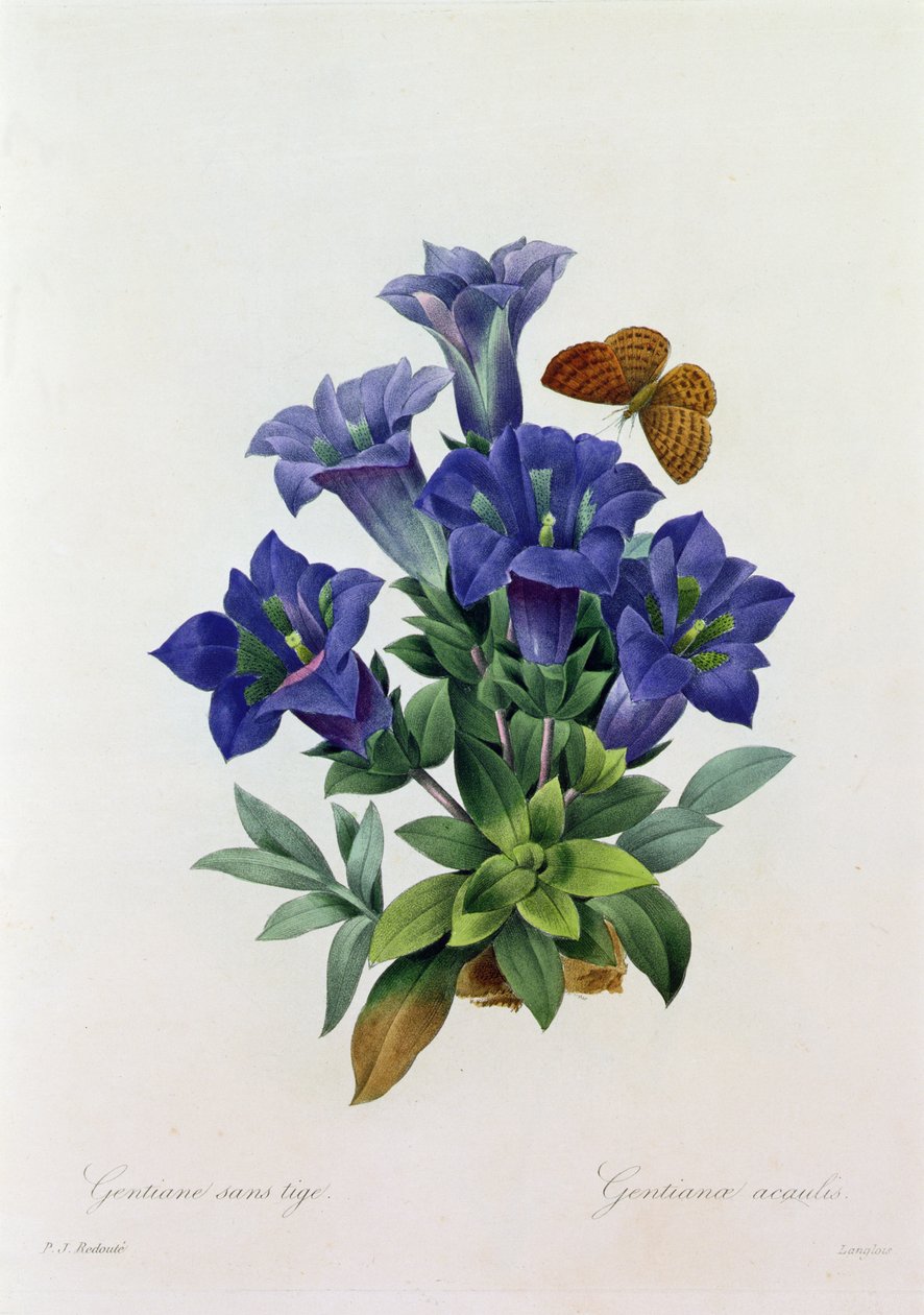 Gentiana Acaulis (farvet gravering) af Pierre Joseph Redouté