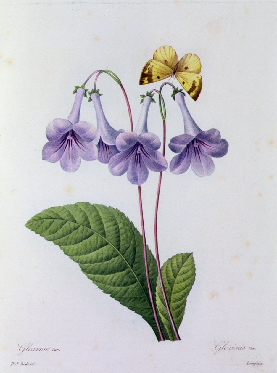 Gloxinia (farvet gravering) af Pierre Joseph Redouté
