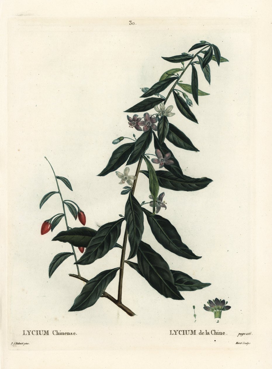 Gojibær eller kinesisk boxthorn, Lycium chinense. Håndfarvet stipplegravering af Moret efter en illustration af Pierre-Joseph Redoute fra Henri Louis Duhamel du Moncels Treat des Arbres et Shrustes, Paris af Pierre Joseph Redouté