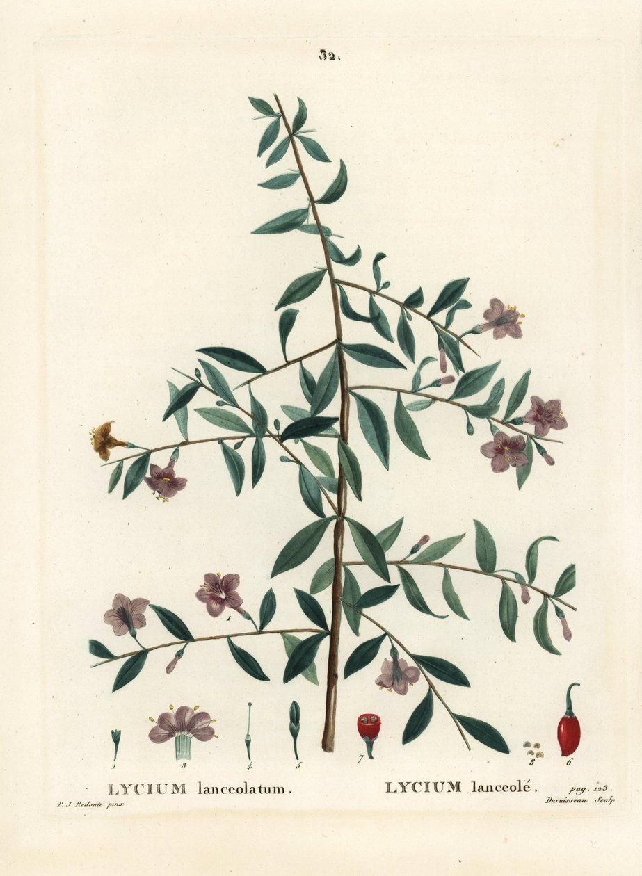 Gojibær eller kinesisk ulvebær, Lycium barbarum (Lycium lanceolatum). Håndfarvet prikkegravering af Du Ruisseau efter en illustration af Pierre-Joseph Redoute fra Henri Louis Duhamel du Moncels Treat des Arbres et Shrustes, Paris af Pierre Joseph Redouté