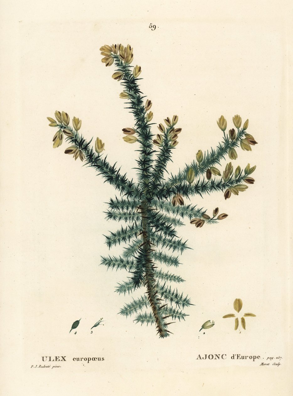 Gorse, furze eller whin, Ulex europaeus. Håndfarvet stipplegravering af Moret efter en illustration af Pierre-Joseph Redoute fra Henri Louis Duhamel du Moncels Treat des Arbres et Shrustes, Paris af Pierre Joseph Redouté