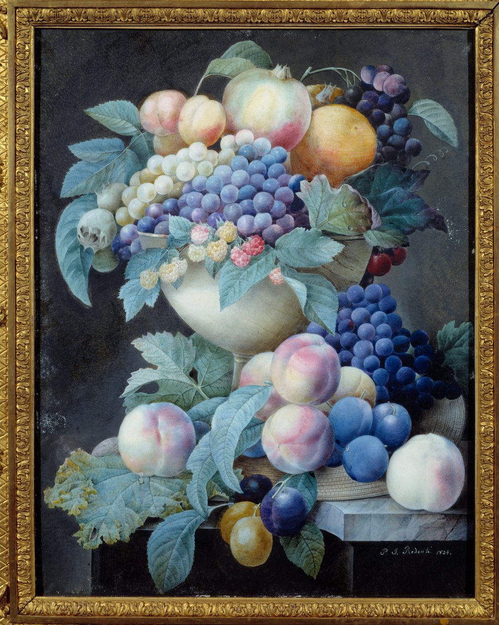 Druer i en kop. Maleri af Pierre Joseph Redoute (1759-1840) af Pierre Joseph Redouté