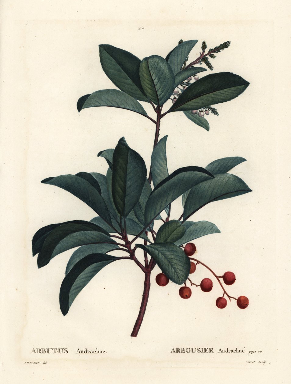 Græsk jordbærtræ, Arbutus andrachne. Håndfarvet stipplegravering af Moret efter en illustration af Pierre-Joseph Redoute fra Henri Louis Duhamel du Moncels Treat des Arbres et Shrustes, Paris af Pierre Joseph Redouté