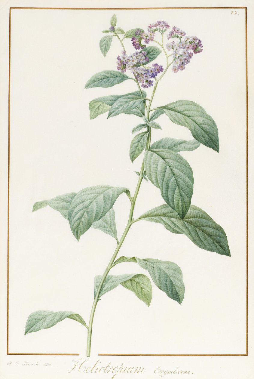 Heliotropium Corymbosurn, 1812 (wc og kropsfarve over grafit på vellum) af Pierre Joseph Redouté