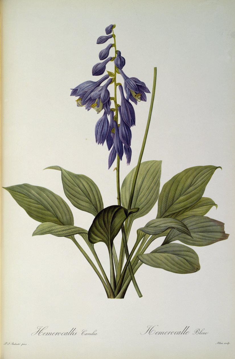 Hemerocallis Caerulea, fra `Les Liliacees