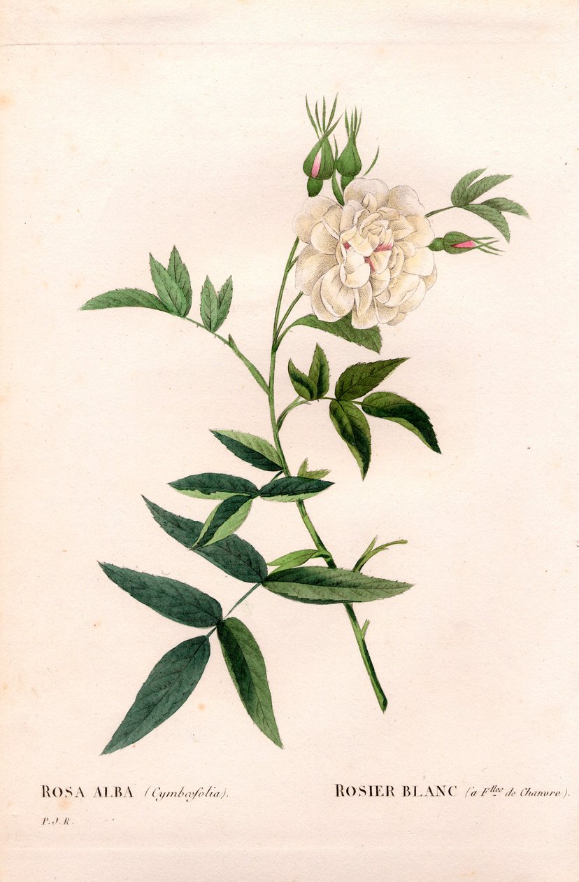 Hampbladet hvid rose, Rosa alba var. cannabifolia, hvid rose med hampblade. Håndfarvet stiplet kobberstik fra Pierre Joseph Redoutes "" Les Roses,"" Paris af Pierre Joseph Redouté