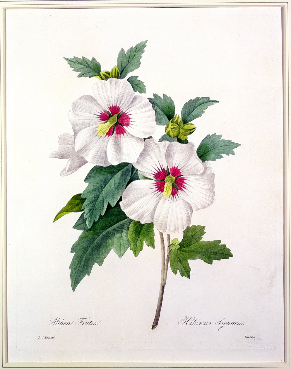Hibiscus syriacus, graveret af Bessin, fra "Choix des Plus Belles Fleurs", 1827 af Pierre Joseph Redouté