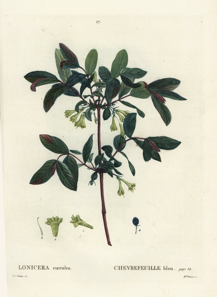 Honningbær, Haskap bær, blåbær kaprifolier eller sødbær kaprifolier, Lonicera caerulea. Håndfarvet stipplegravering af Miss Brenet efter en illustration af Pierre-Joseph Redoute fra Henri Louis Duhamel du Moncels Treat des Arbres et Shrustes af Pierre Joseph Redouté