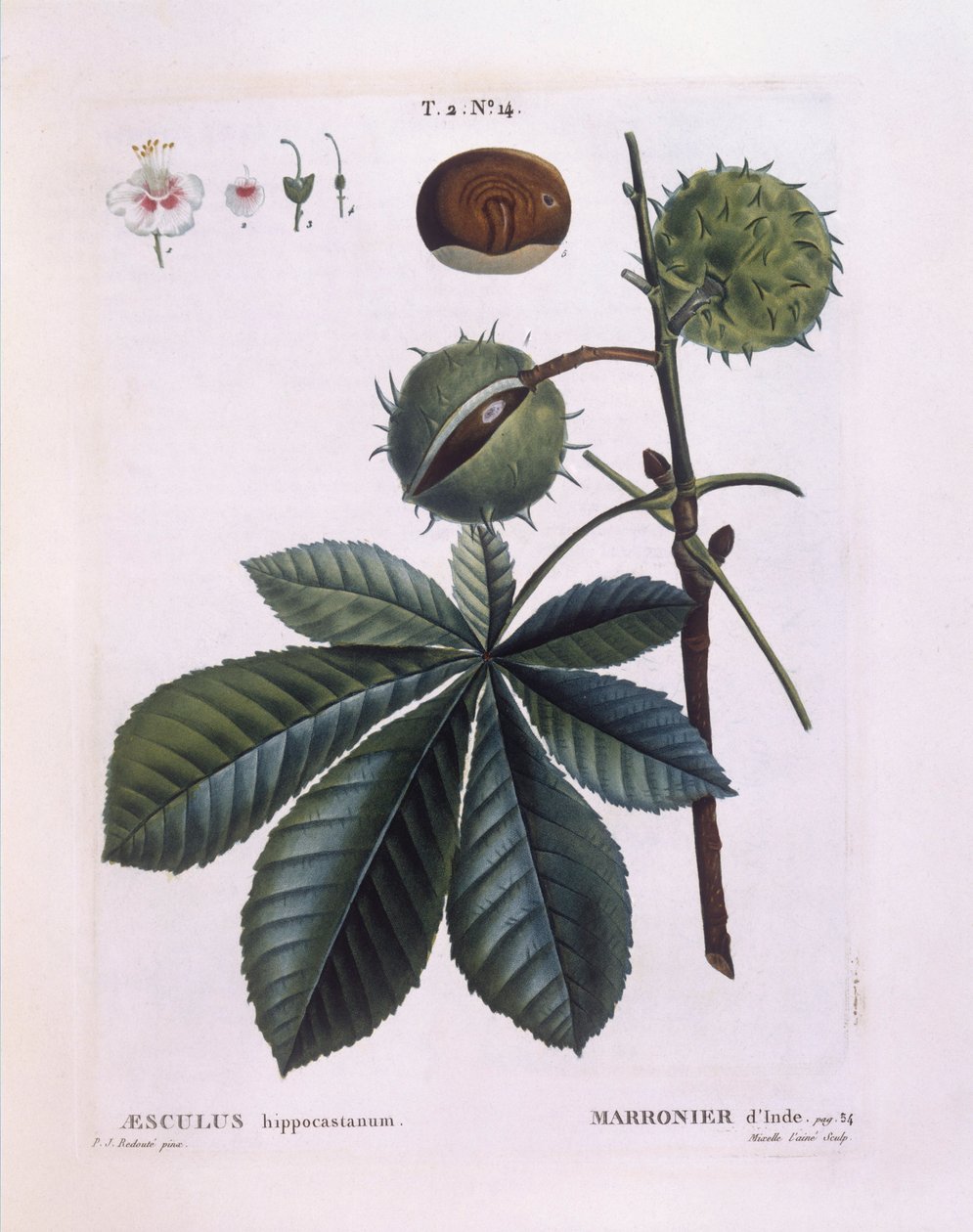 Hestekastanje eller Conker-træ (Aesculus hippocastanum), Henry Louis Duhamel du Monceau, botanisk plade af Pierre Joseph Redouté af Pierre Joseph Redouté