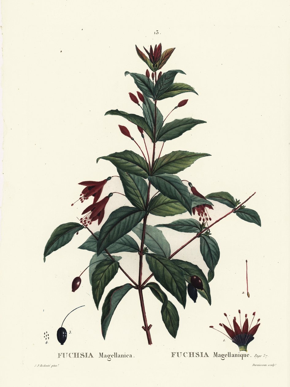 Hummingbird fuchsia, Fuchsia magellanica. Håndfarvet stipplegravering af Du Ruisseau efter en illustration af Pierre-Joseph Redoute fra Henri Louis Duhamel du Moncels Treat des Arbres et Shrustes, Paris af Pierre Joseph Redouté