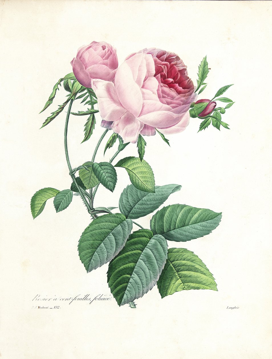 Hundredbladede roser, graveret af Langlois, fra 