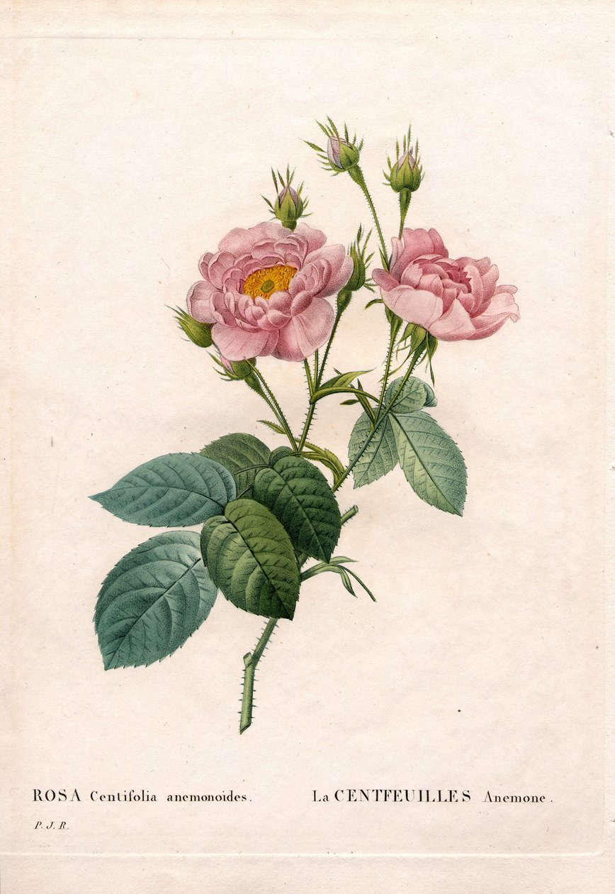 Hundrede-Petalled Anemone rose, Rosa centifolia sort, La Centfeuilles Anemone. Håndfarvet stiplet kobberstik fra Pierre Joseph Redoutes "" Les Roses,"" Paris af Pierre Joseph Redouté