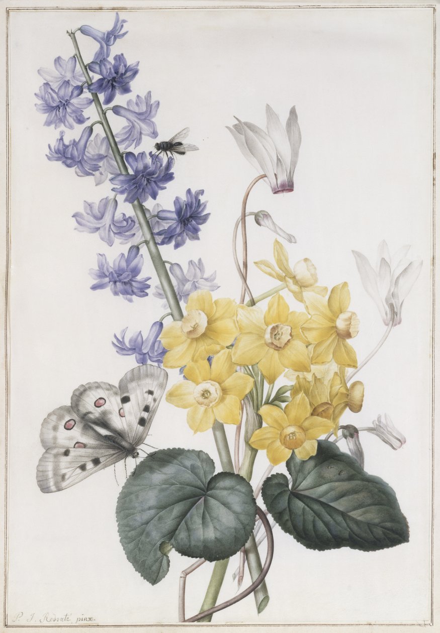 Hyacint, Cyclamen og Narcisser af Pierre Joseph Redouté