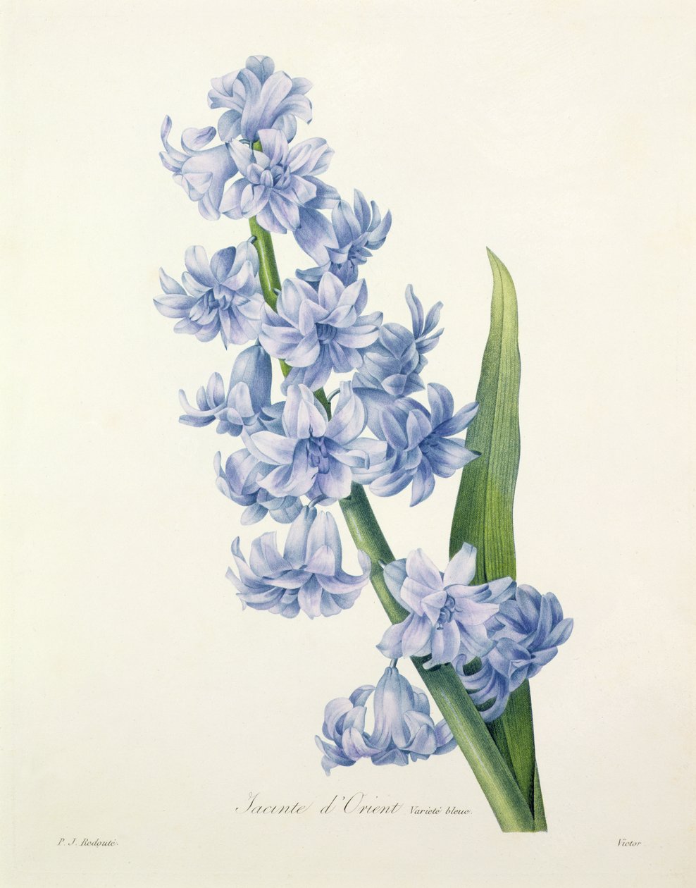 Hyacinthus orientalis (almindelig hyacint), graveret af Victor, fra 