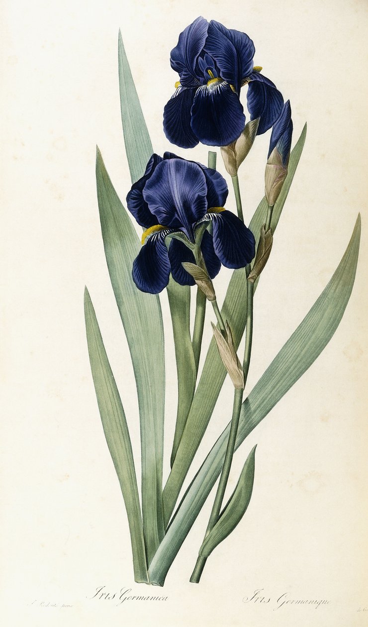 Iris tysk af Pierre Joseph Redouté