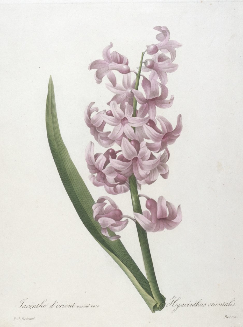Orientalsk hyacintrosa sort, Hyacinthus orientalis, fra Valg af de smukkeste blomster og smukkeste frugter, 1827 (håndfarvet stiplet gravering) af Pierre Joseph Redouté