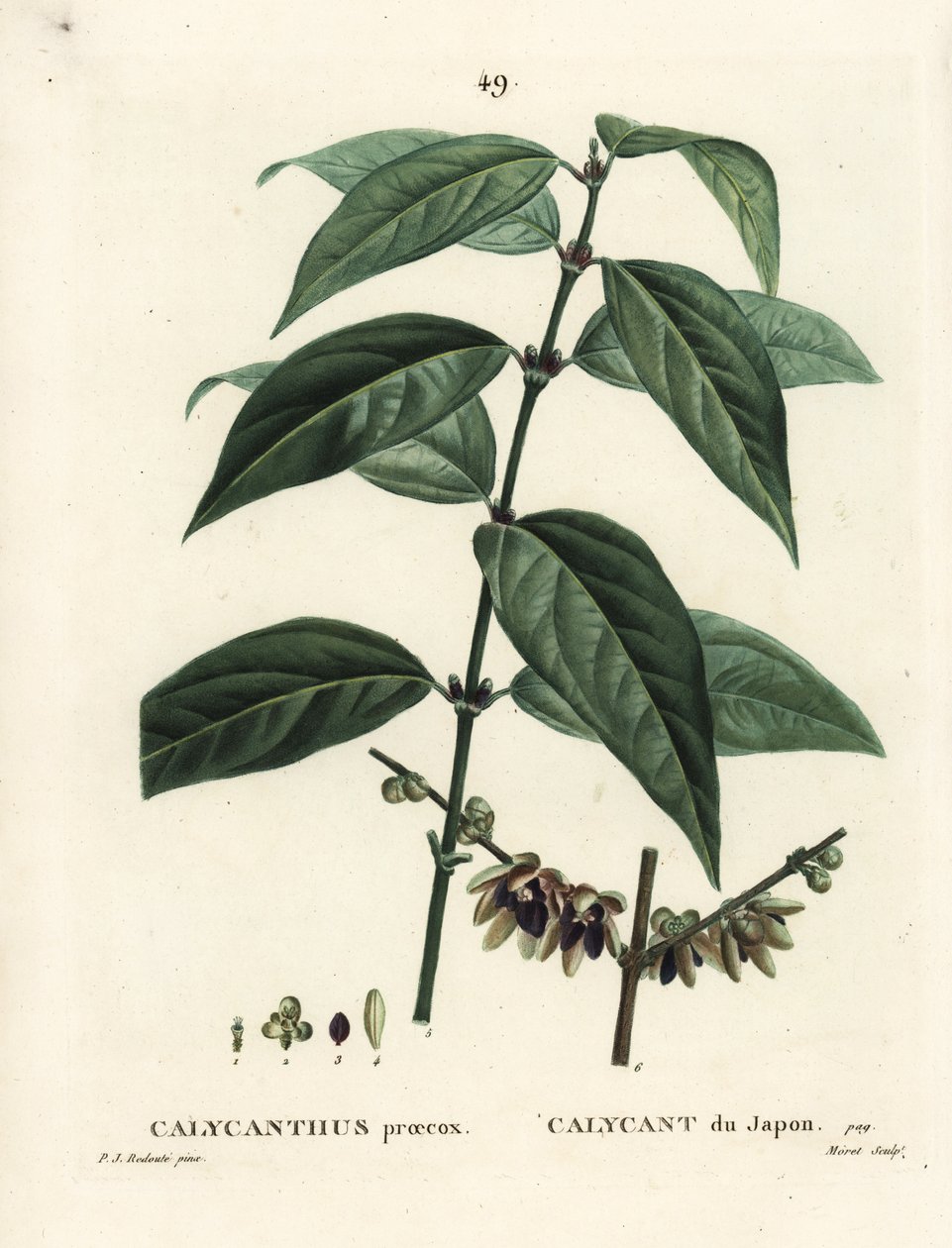 Japansk allehånde, Chimonanthus praecox (Calycanthus praecox). Håndfarvet stipplegravering af Moret efter en illustration af Pierre-Joseph Redoute fra Henri Louis Duhamel du Moncels Treat des Arbres et Shrustes, Paris af Pierre Joseph Redouté