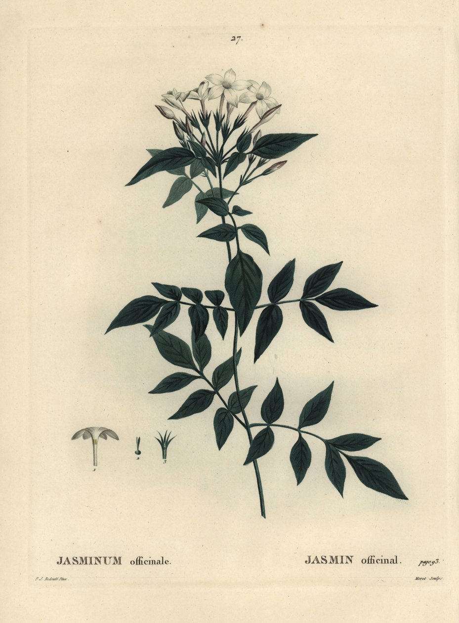Jasmin, Jasminum officinale. Håndfarvet stipplegravering af Moret efter en illustration af Pierre-Joseph Redoute fra Henri Louis Duhamel du Moncels Treat des Arbres et Shrustes, Paris af Pierre Joseph Redouté
