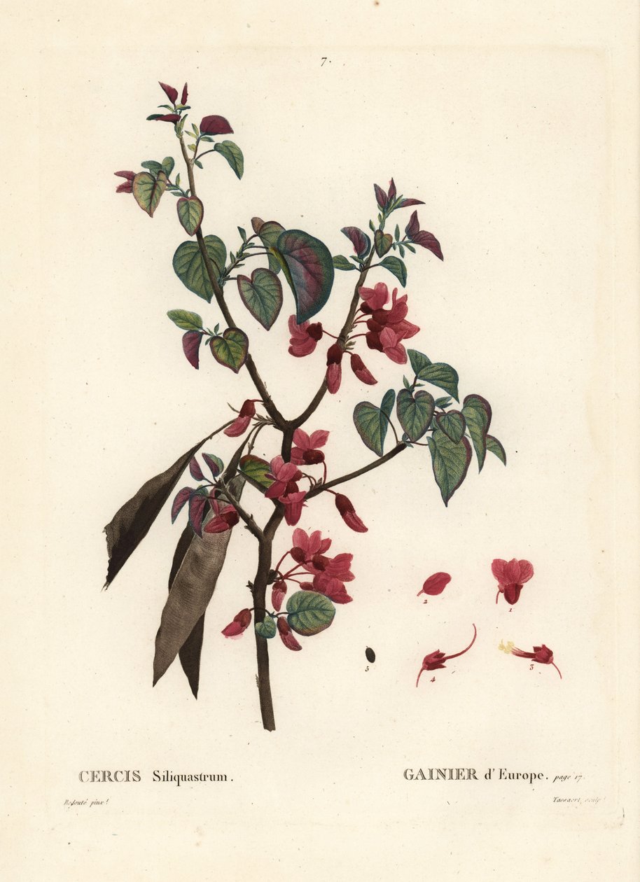 Judastræ, Cercis siliquastrum. Håndfarvet prikkegravering af Tassaert efter en illustration af Pierre-Joseph Redoute fra Henri Louis Duhamel du Moncels Treat des Trees et Shrustes, Paris af Pierre Joseph Redouté