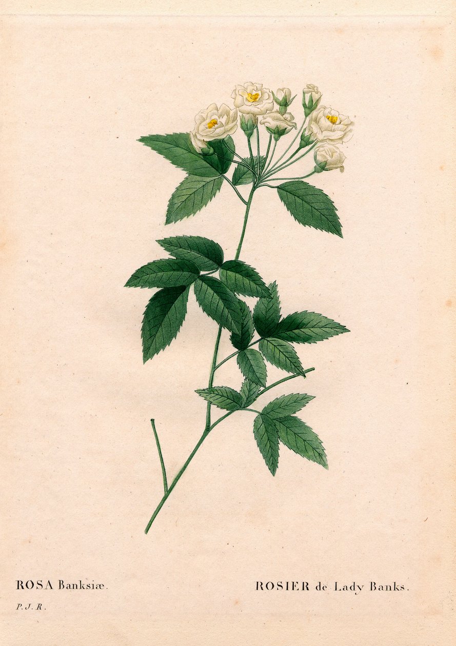 Lady Banks rose, Rosa banksiae var. alba-plena. Håndfarvet stiplet kobberstik fra Pierre Joseph Redoutes "" Les Roses,"" Paris af Pierre Joseph Redouté