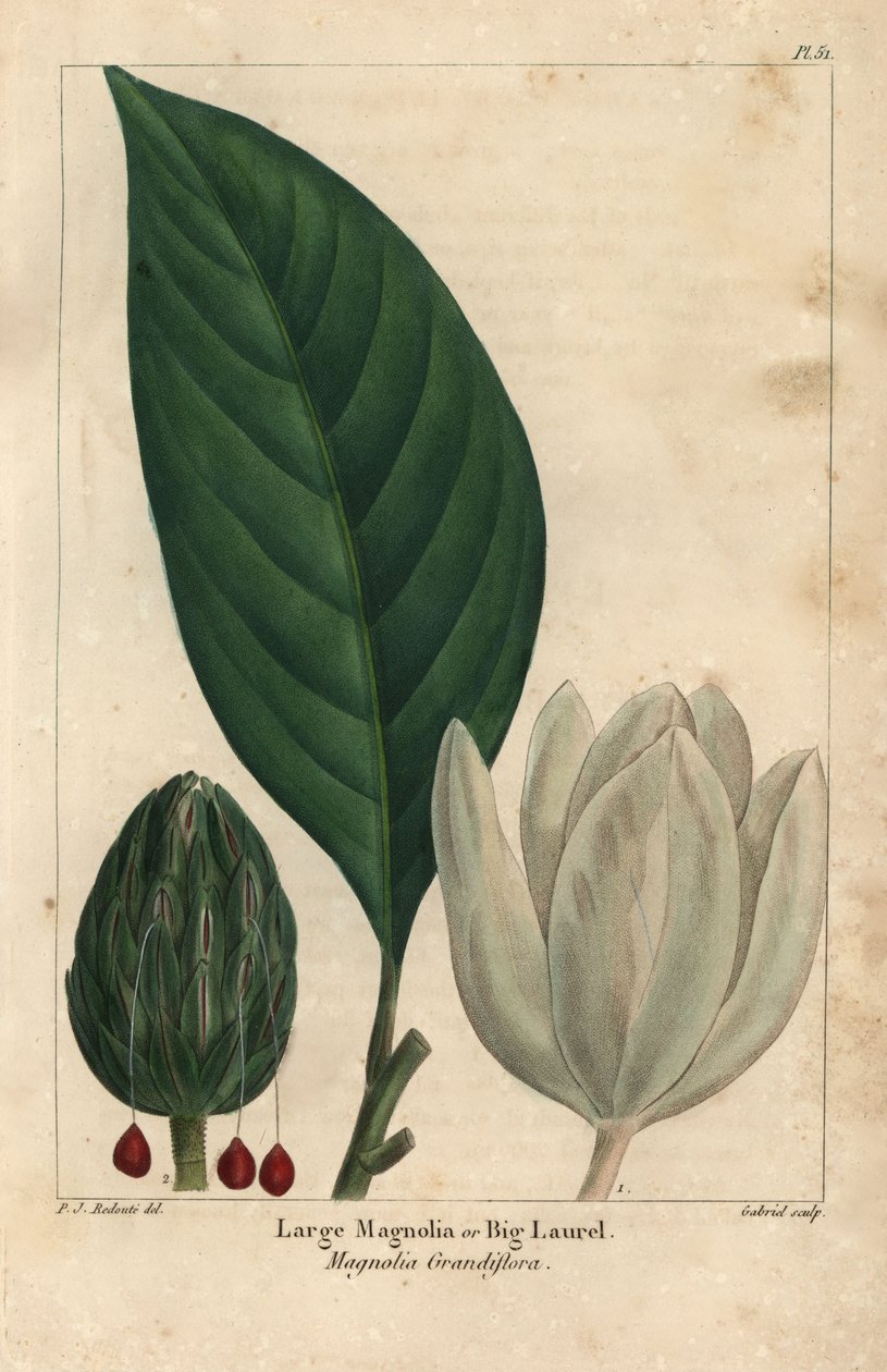Stort magnoliatræ, stort laurbær, Magnolia grandiflora (gravering) af Pierre Joseph Redouté