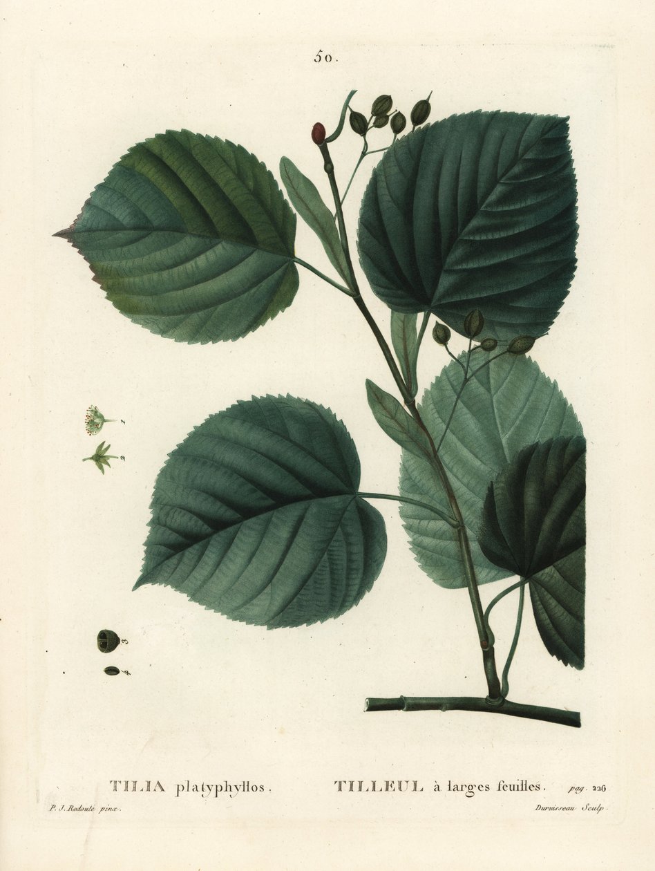 Storbladet lindetræ, Tilia platyphyllos. Håndfarvet prikkegravering af Du Ruisseau efter en illustration af Pierre-Joseph Redoute fra Henri Louis Duhamel du Moncels Treat des Arbres et Shrustes, Paris af Pierre Joseph Redouté