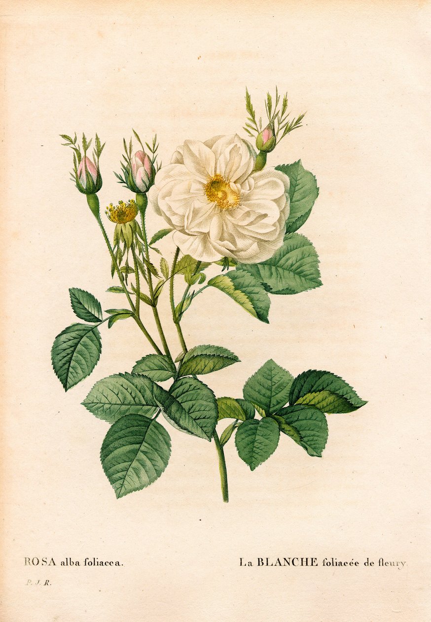 Bladhvid rose af Fleury, Rosa alba sort, la blanc foliaceee de Fleury. Håndfarvet stiplet kobberstik fra Pierre Joseph Redoutes "" Les Roses,"" Paris af Pierre Joseph Redouté