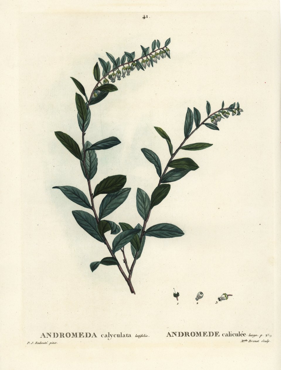 Læderblad, Chamaedaphne calyculata (Andromeda calyculata). Håndfarvet stipplegravering af Miss Brenet efter en illustration af Pierre-Joseph Redoute fra Henri Louis Duhamel du Moncels Treat des Arbres et Shrustes, Paris af Pierre Joseph Redouté