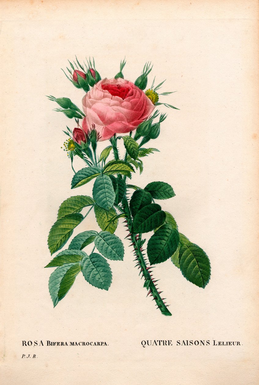Leliers Four Seasons rose, La Quatre Saisons Lelieur, Rosa damascena var. bifera. Håndfarvet stiplet kobberstik fra Pierre Joseph Redoutes "" Les Roses,"" Paris af Pierre Joseph Redouté