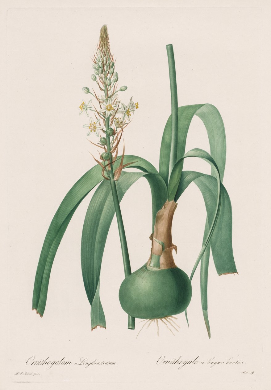 Les Liliacées: Ornithogalum longibracteatum af Pierre Joseph Redouté