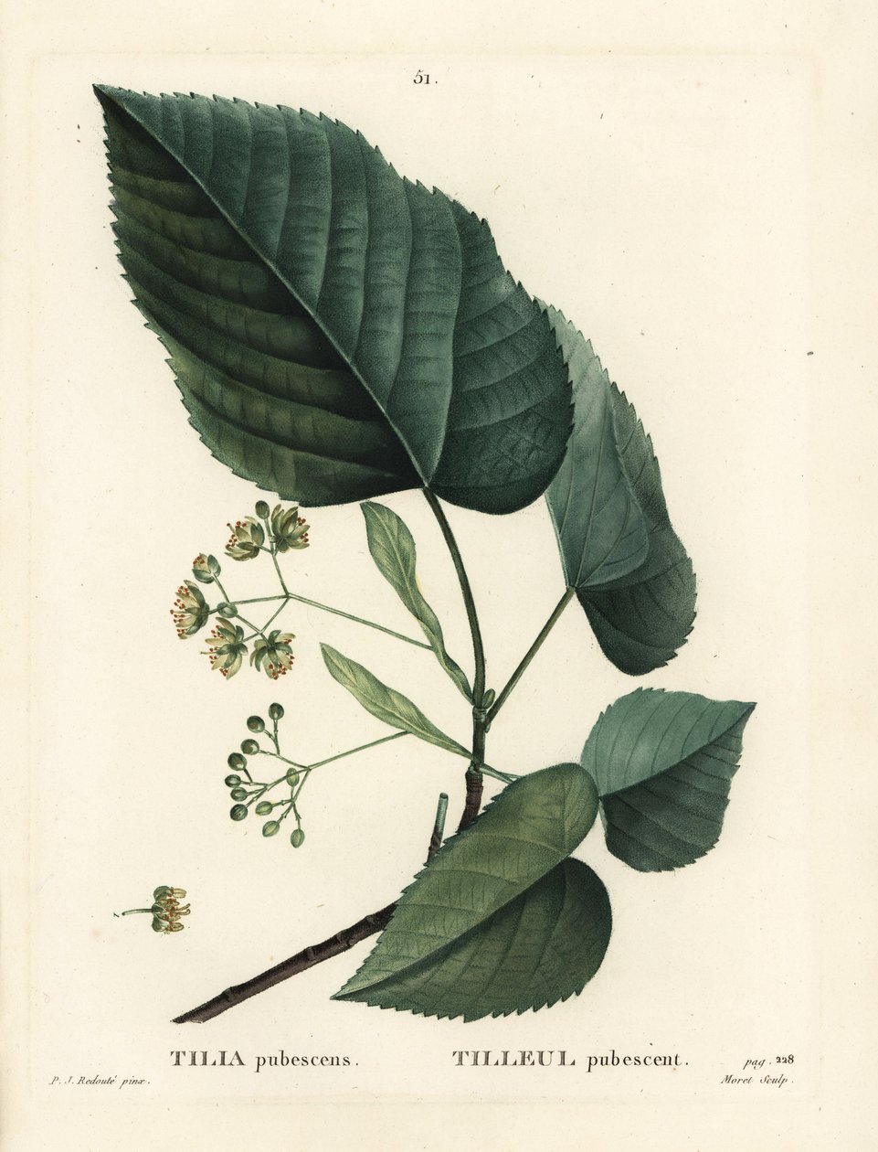 Lindetræ, Tilia pubescens. Håndfarvet stipplegravering af Moret efter en illustration af Pierre-Joseph Redoute fra Henri Louis Duhamel du Moncels Treat des Arbres et Shrustes, Paris af Pierre Joseph Redouté