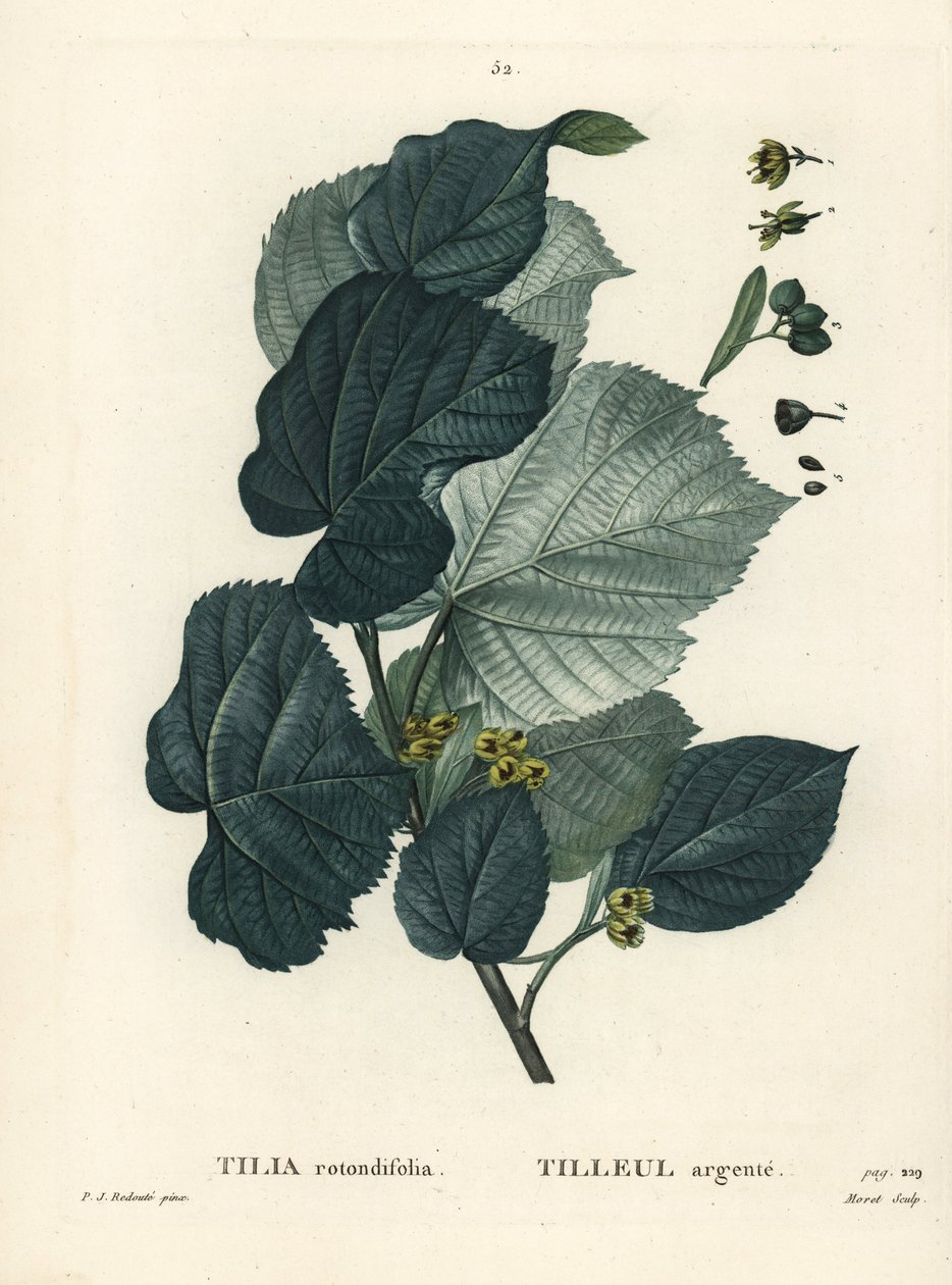 Lindetræ, Tilia rotundifolia. Håndfarvet stipplegravering af Moret efter en illustration af Pierre-Joseph Redoute fra Henri Louis Duhamel du Moncels Treat des Arbres et Shrustes, Paris af Pierre Joseph Redouté