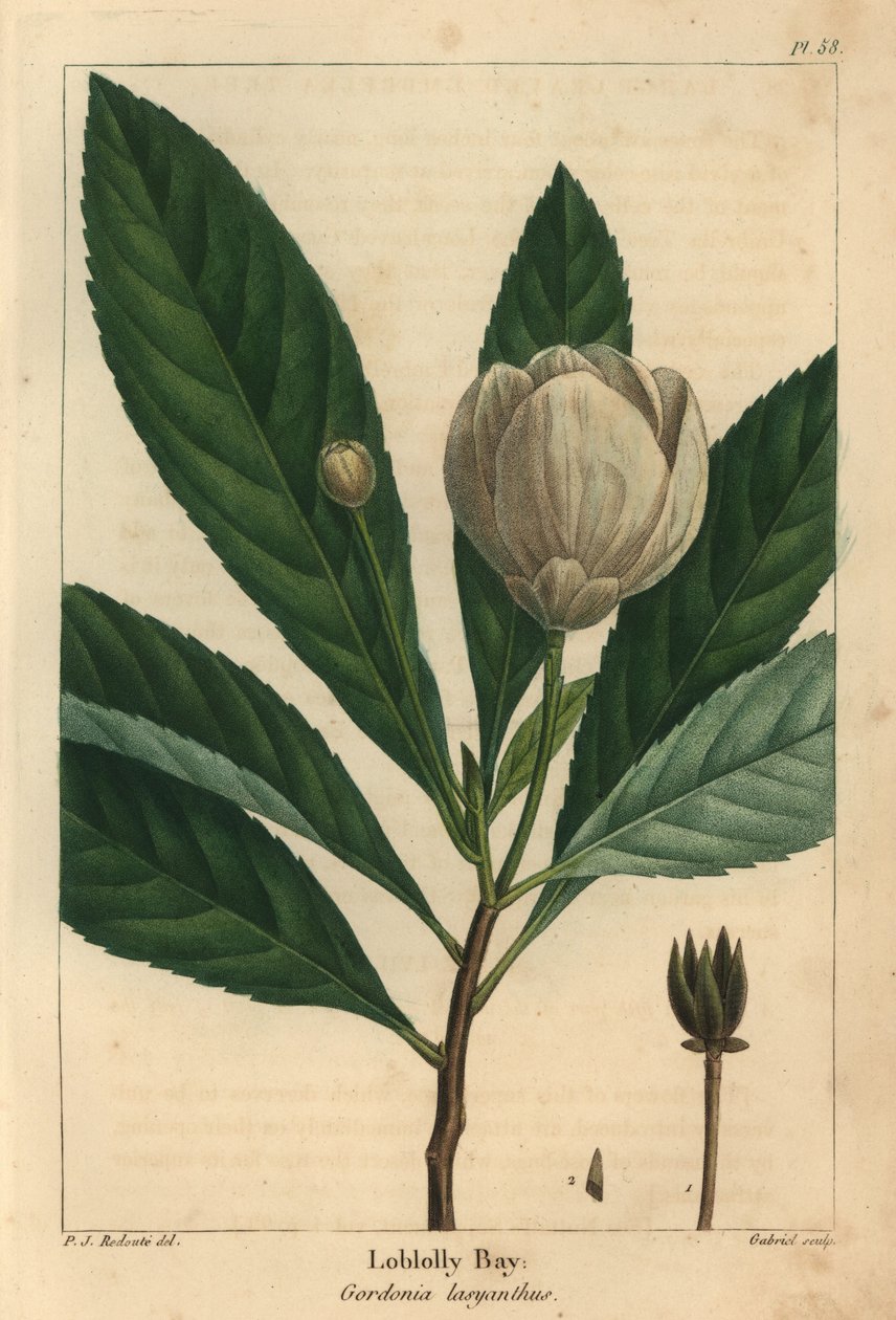 Loblolly bay, Gordonia lasyanthus (gravering) af Pierre Joseph Redouté