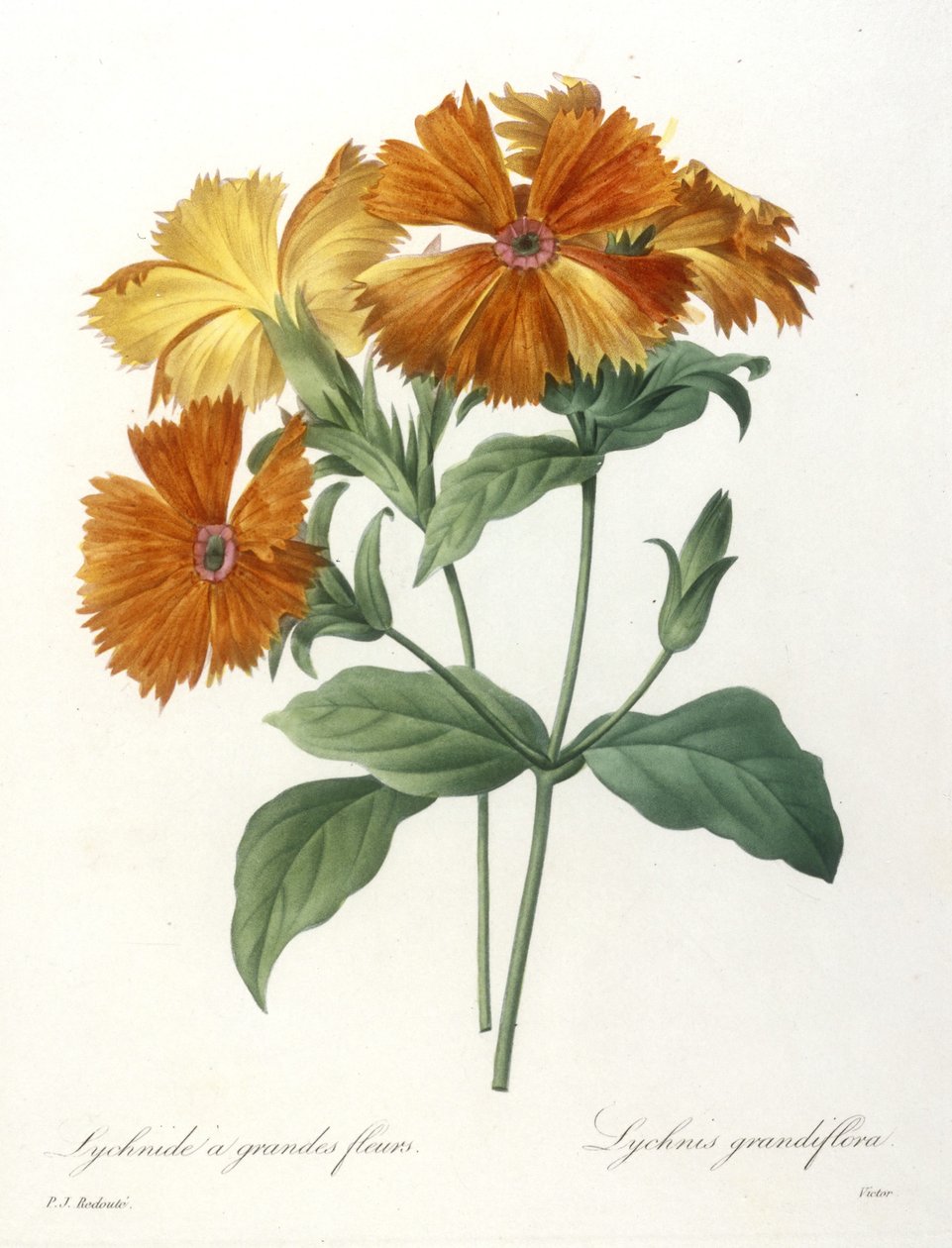 Storblomstret Lychnid, Lychnus grandiflora, fra Valg af de smukkeste blomster og smukkeste frugter, 1827 (håndfarvet stiplet gravering) af Pierre Joseph Redouté
