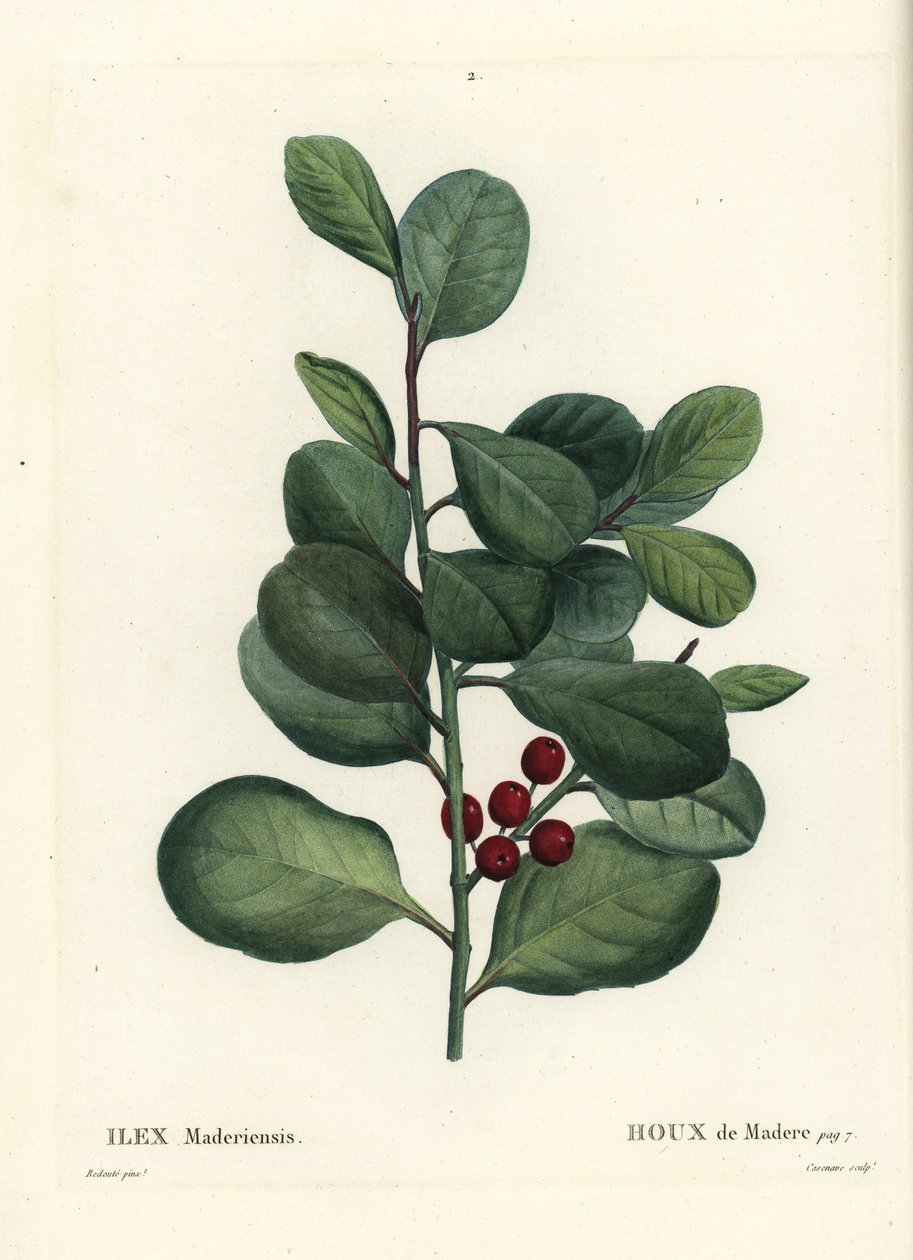 Madeira kristtorn, Ilex perado (Holly de Madere, Ilex maderiensis). Håndfarvet stipplegravering af Casenave efter en illustration af Pierre-Joseph Redoute fra Henri Louis Duhamel du Moncels Treat des Arbres et Shrustes, Paris af Pierre Joseph Redouté