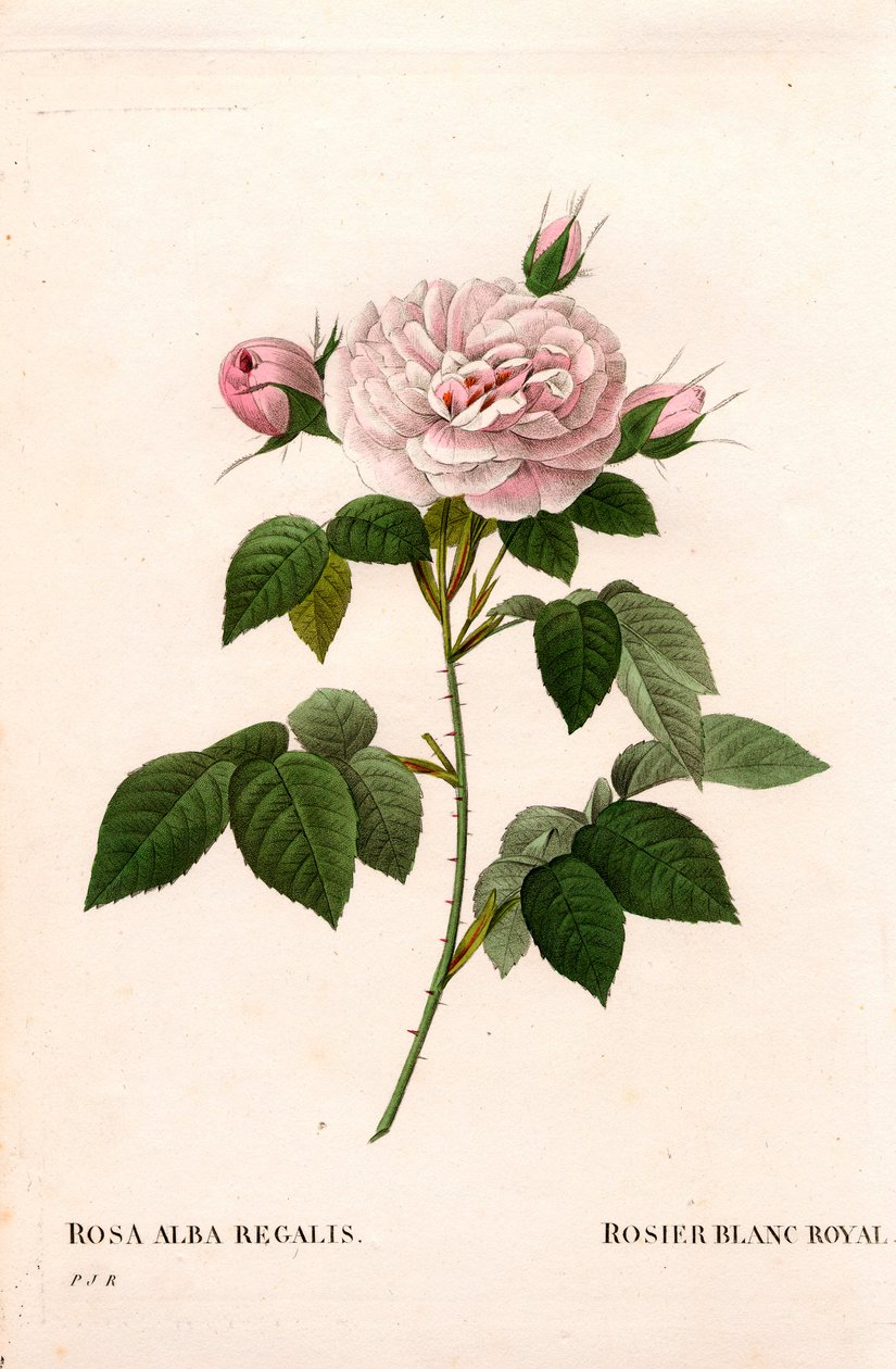 Maidens pink blush, royal white rose, Rosa alba var. incarnata. Håndfarvet stiplet kobberstik fra Pierre Joseph Redoutes "" Les Roses,"" Paris af Pierre Joseph Redouté