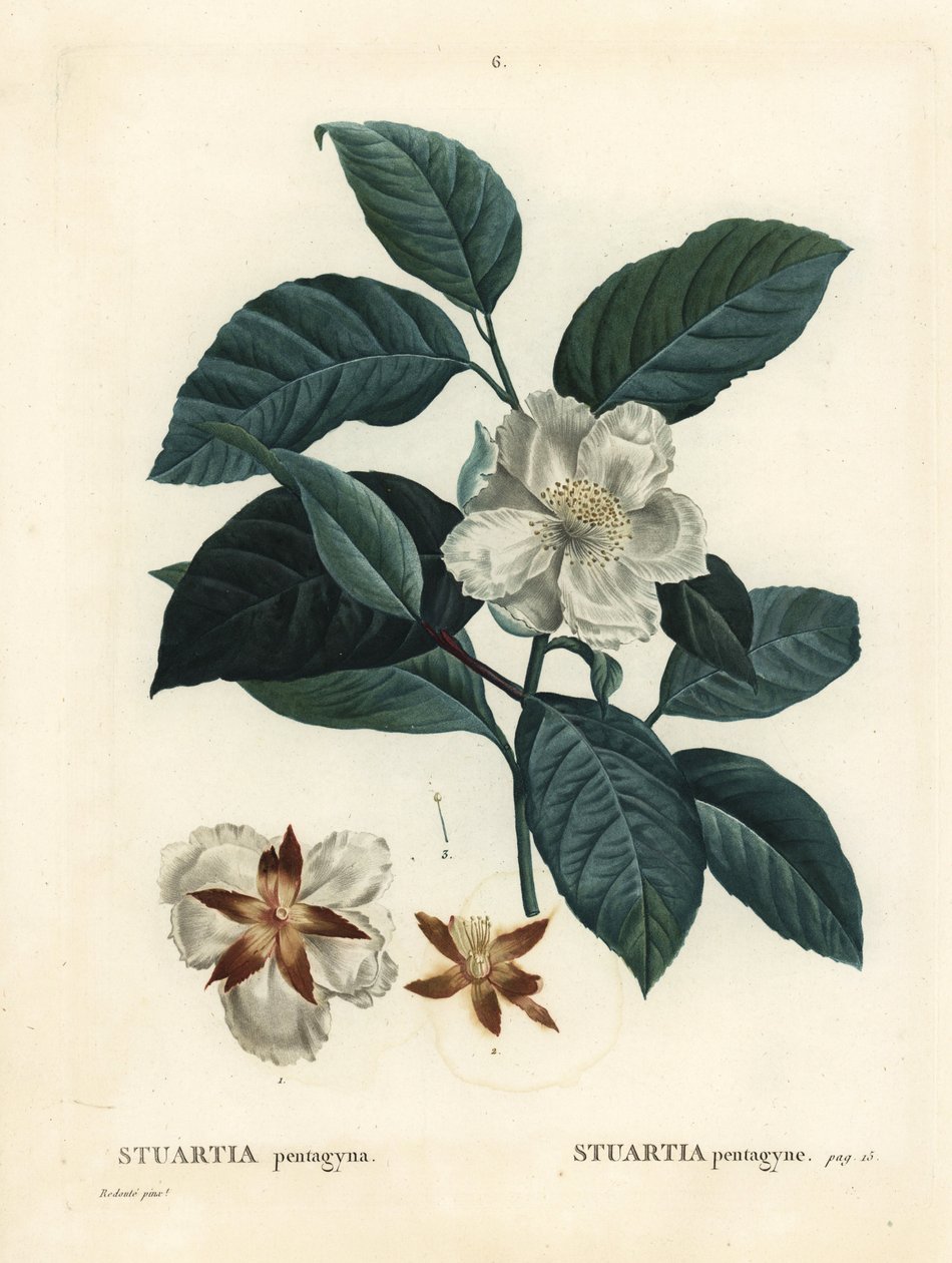 Malachodendron pentagynum (Stewartia eller Stuartia pentagyna). Håndfarvet stiplet gravering efter en illustration af Pierre-Joseph Redoute fra Henri Louis Duhamel du Monceaus Treat des Arbres et Shrustes, Paris af Pierre Joseph Redouté